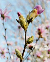 Pink Magnolia Tree Bud