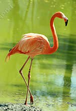 Flamingo