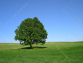 The Oak Tree