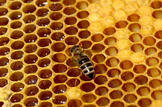Working bee
