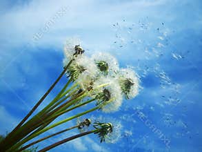 Dandelions blowing seeds in the wind