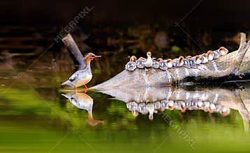Common Merganser