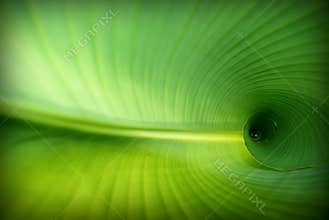 Banana leaf