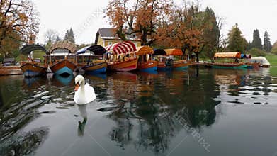 Swan on Lake Bled Slovenia