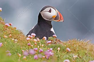 An Atlantic Puffin looks up from a cliff