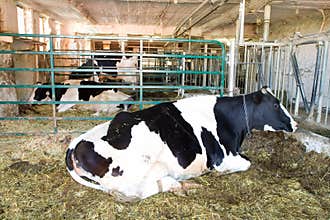 Dairy cow Farm