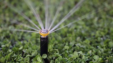 Automatic watering
