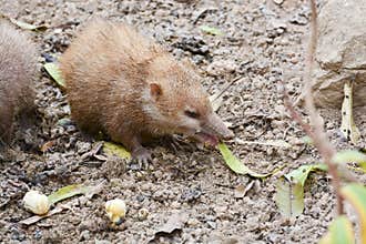 tailless tenrec (Tenrec ecaudatus)