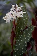 Spotted Begonia