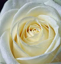 White Rose