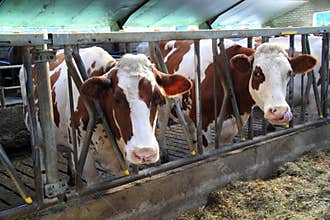 Cows are curious animals
