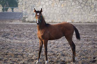 Small arabian horse