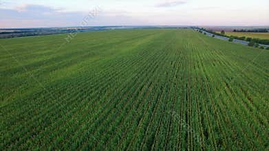 Aero Flight over the corn field in sunset