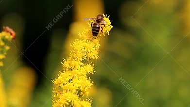 Honey bee and other insects at yellow goldenrods