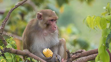 Rhesus Macaque Monkey