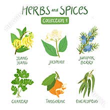 Herbs and spices collection 1