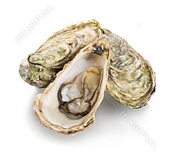 Oysters isolated on white