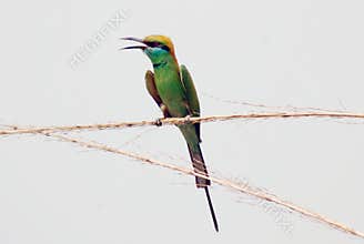 Color sparrow