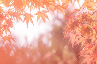Autumn abstract backgrounds