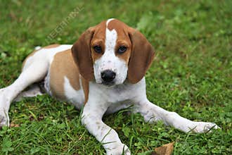Beagle Hound Dog Puppy