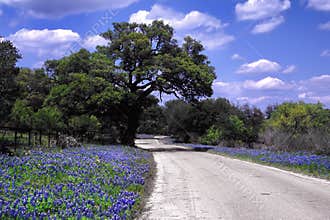 Bluebonnet Road
