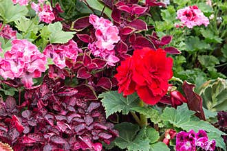 Pink and red begonia tuberous
