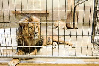 Lion in captivity