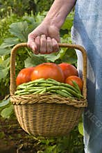 Garden Harvest