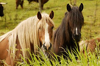 Two Curious Horses