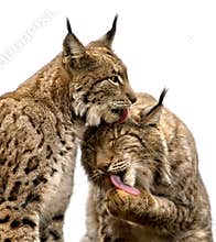 Two lynx