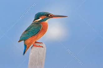 Kingfisher