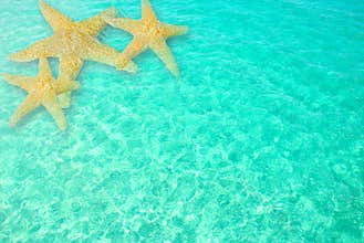 Starfish in Clear Ocean Water