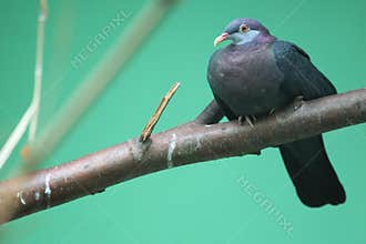Metallic pigeon