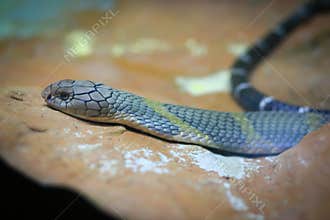 King cobra