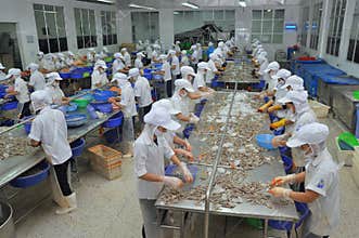 Workers are peeling fresh raw shrimps in a seafood factory in Quy Nhon city, Vietnam
