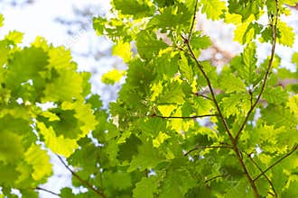 Background of young oak leaves on branches
