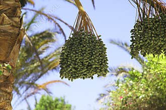 Bunch of dates