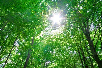 Sunlight in trees of forest