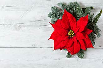 Christmas background with Poinsettia star flower