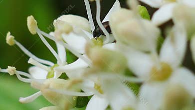 Blooming flowers macro motion - 4K
