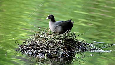 Restless coot and her nest, Brummen, the Netherlands