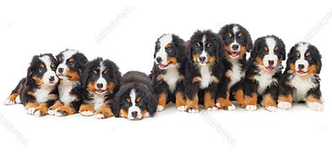 Nine puppies Bernese mountain dog