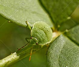 Green bug