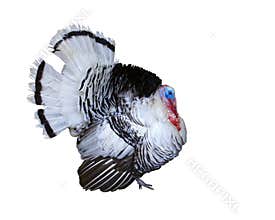 Turkey