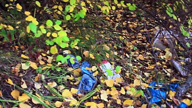 Garbage in the forest in autumn. environmental
