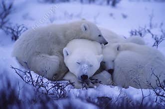 Polar bears