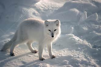 Arctic fox
