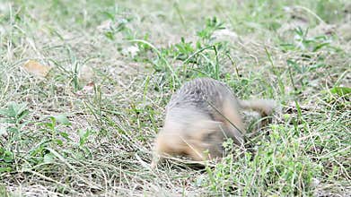 Funny gopher