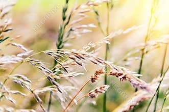 Nature background with wild grass