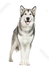 Alaskan Malamute ()
